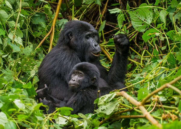 Madre Congo Gorilla con cucciolo — Foto Stock