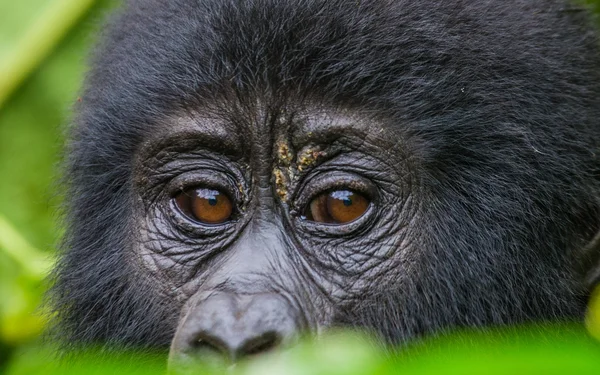 Bebê Congo Gorila — Fotografia de Stock