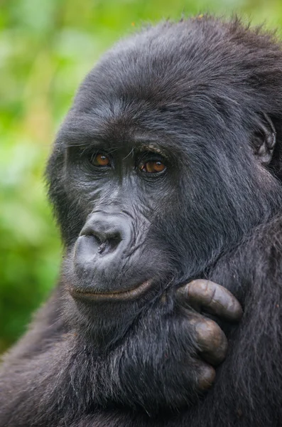 En Kongo Gorilla — Stockfoto