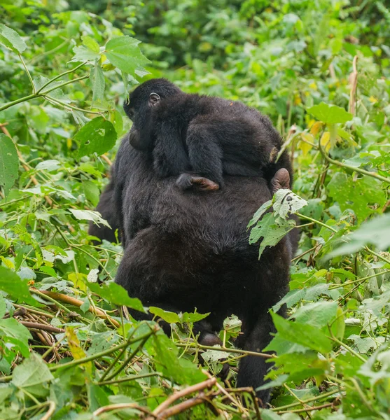 Madre Congo Gorilla con cucciolo — Foto Stock