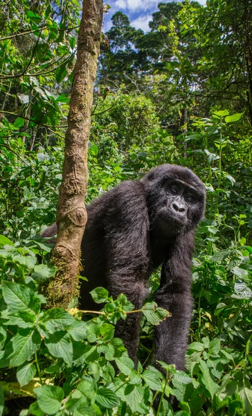 Un gorila del Congo — Foto de Stock