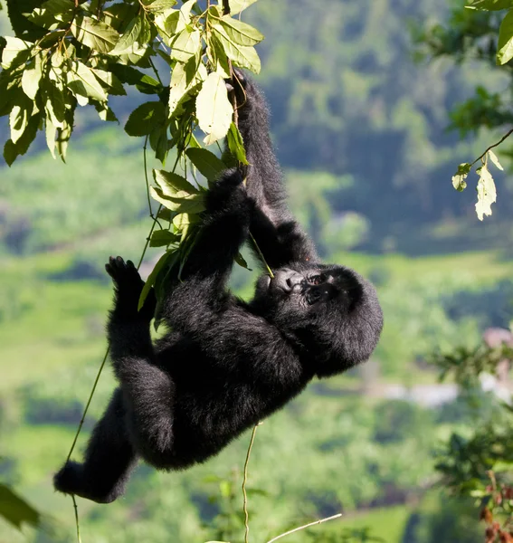 Baba Kongói Gorilla — Stock Fotó