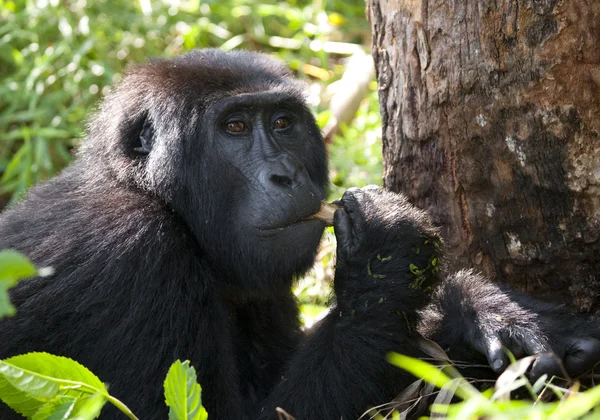 Un gorila del Congo — Foto de Stock