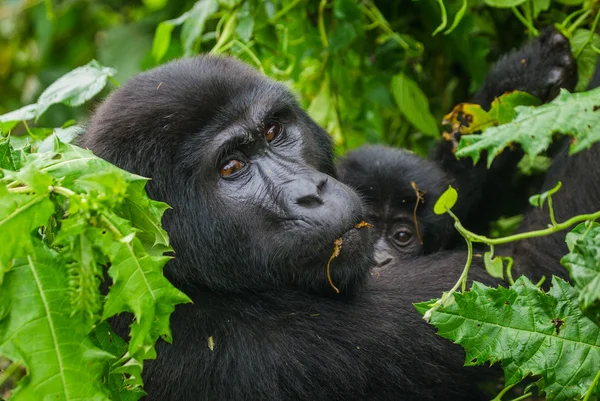 Matka Kongo goryl z cub — Zdjęcie stockowe