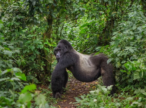 One Congo Gorilla — Fotografie, imagine de stoc