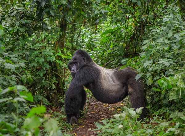 Un gorila del Congo — Foto de Stock