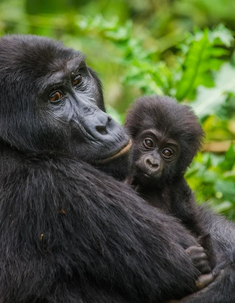 Mutter Kongo Gorilla mit Jungtier — Stockfoto