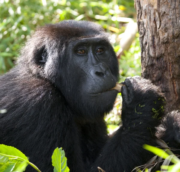 One Congo Gorilla — Stock Photo, Image