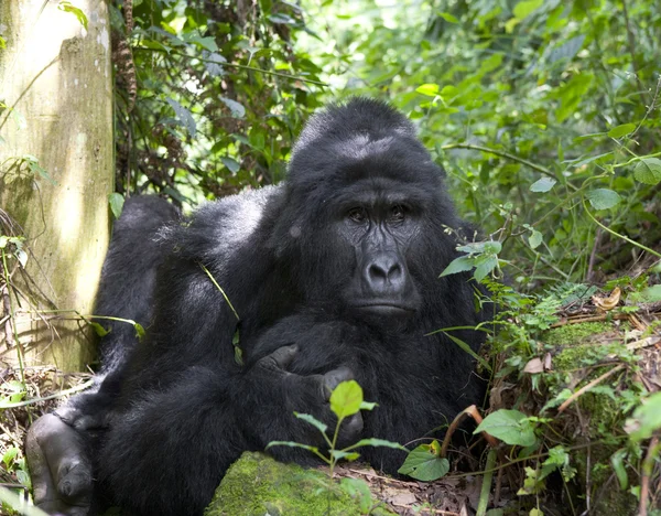 Ein Kongo-Gorilla — Stockfoto