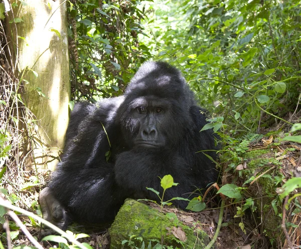 Bir Kongo Gorilla — Stok fotoğraf