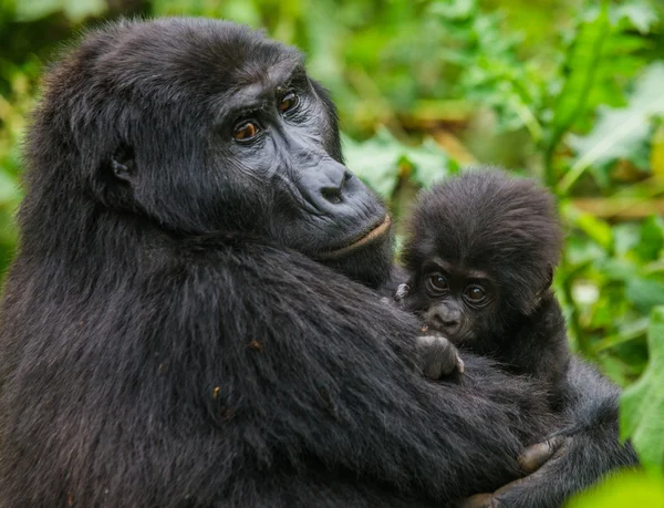 Matka Kongo goryl z cub — Zdjęcie stockowe