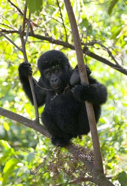 Bebek Kongo goril — Stok fotoğraf