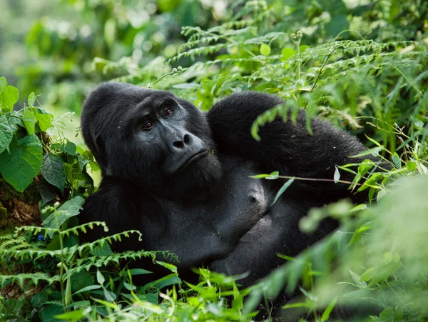 Un gorila del Congo — Foto de Stock