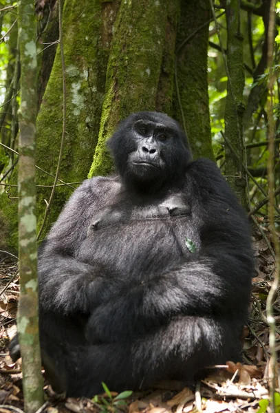 Одна горилла Конго — стоковое фото