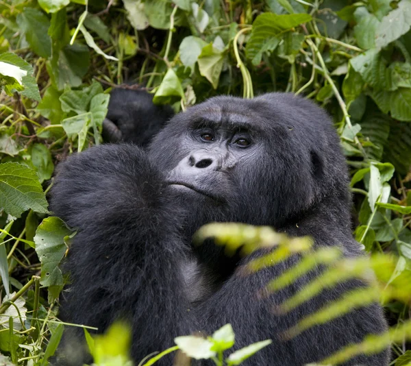 Jeden gorily Kongo — Stock fotografie