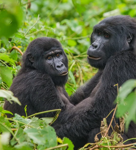 Két Kongói gorilla — Stock Fotó