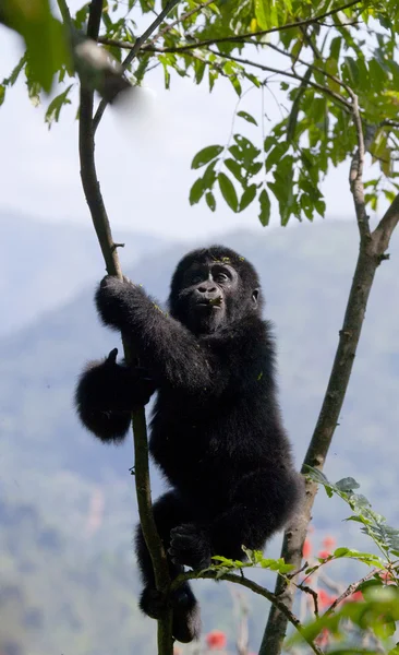 Bebé Congo Gorila — Foto de Stock