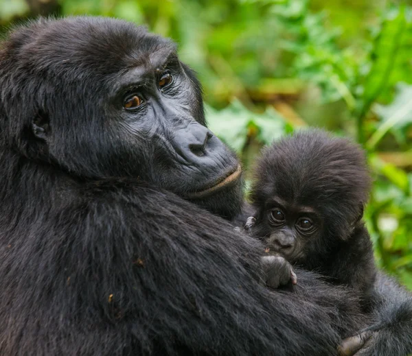 Mother Congo Gorilla with cub — Stock Photo, Image
