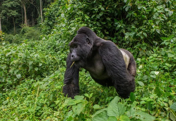 Un gorille du Congo — Photo