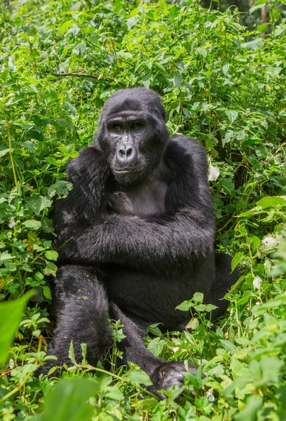 Un gorila del Congo — Foto de Stock