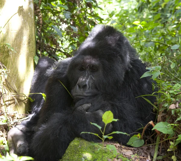 Um Gorila do Congo — Fotografia de Stock