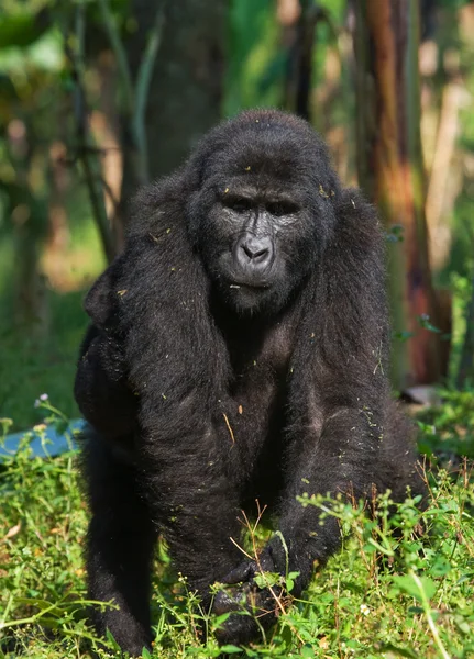 Um Gorila do Congo — Fotografia de Stock