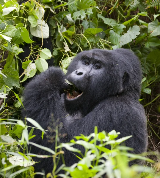 Egy Kongói Gorilla — Stock Fotó