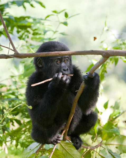 Baby Конго горили — стокове фото