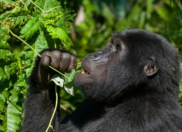 Bir Kongo Gorilla — Stok fotoğraf