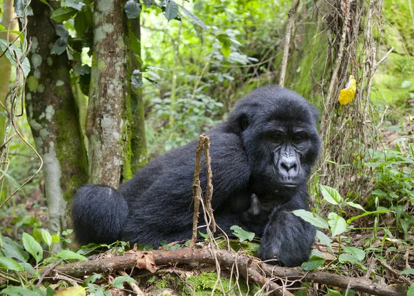 Bir Kongo Gorilla — Stok fotoğraf