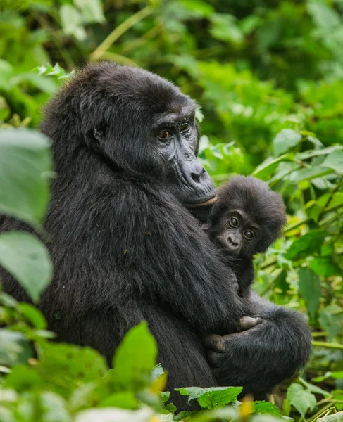 Mutter Kongo Gorilla mit Jungtier — Stockfoto