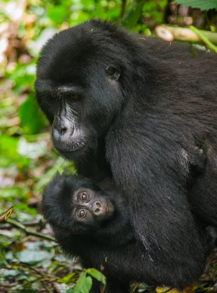 Anya Kongói Gorilla a kölyök — Stock Fotó