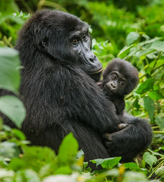 Matka Kongo goryl z cub — Zdjęcie stockowe