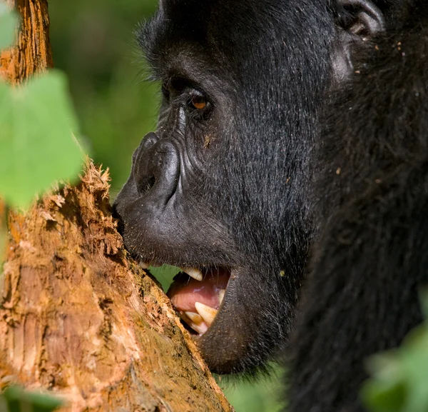 Un gorila del Congo — Foto de Stock