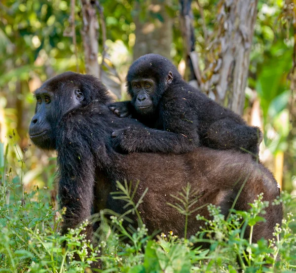 Matka Kongo goryl z cub — Zdjęcie stockowe