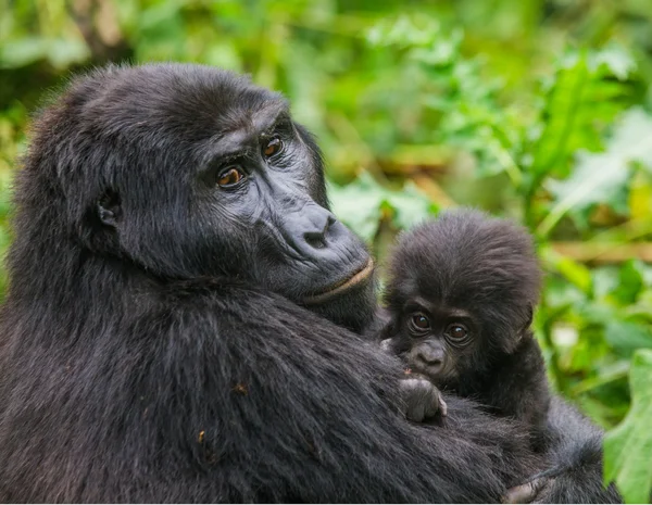 Matka Kongo goryl z cub — Zdjęcie stockowe