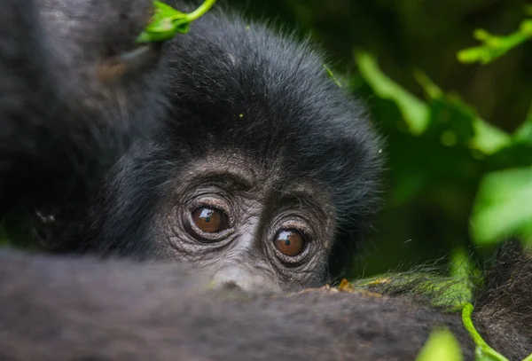 Gorily Kongo Baby — Stock fotografie