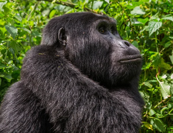 Jeden gorily Kongo — Stock fotografie