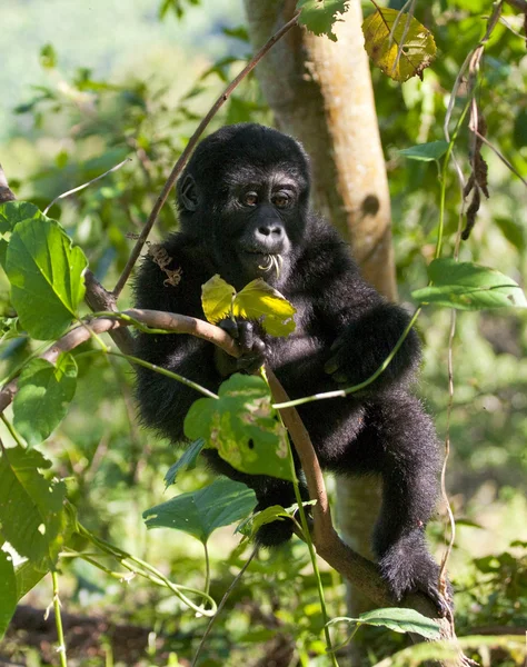 Bebê Congo Gorila — Fotografia de Stock