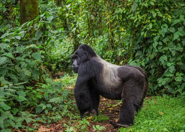 Un gorilla del Congo — Foto Stock