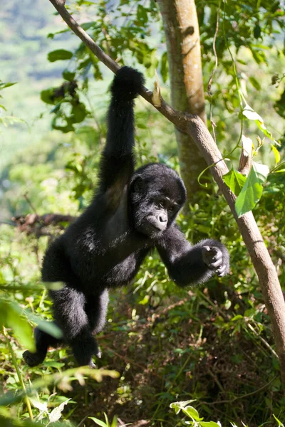 Baby Congo Gorilla — Stock Photo, Image