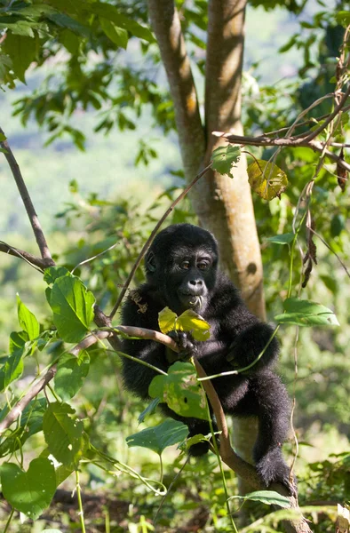 Bebé Congo Gorila — Foto de Stock