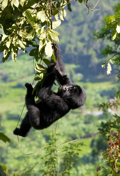 Baby Congo Gorilla