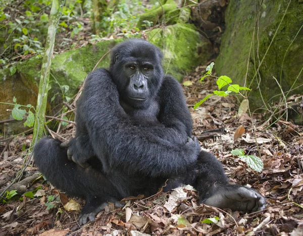 En Congo Gorilla - Stock-foto