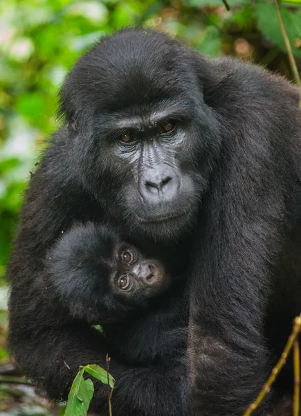 Anne Kongo goril yavrusu ile — Stok fotoğraf