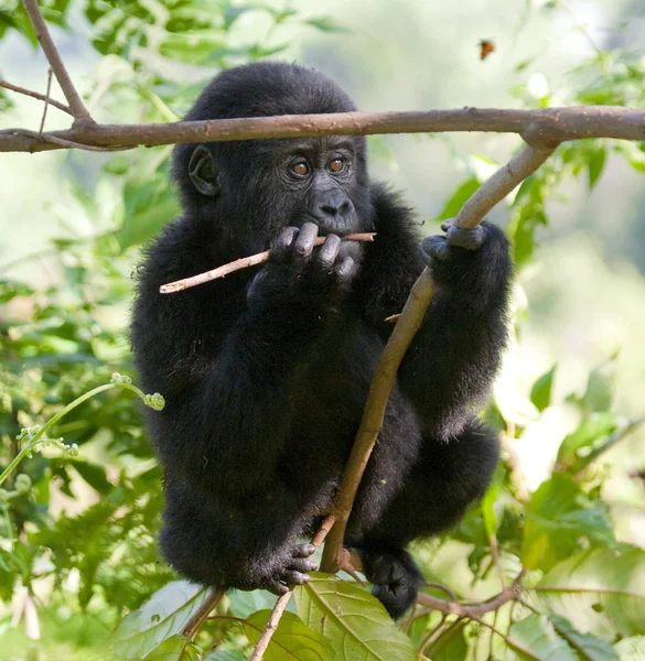 Bebé Congo Gorila — Foto de Stock