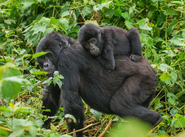 Anne Kongo goril yavrusu ile — Stok fotoğraf