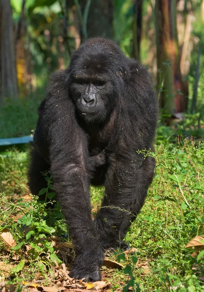 One Congo Gorilla — Stock Photo, Image