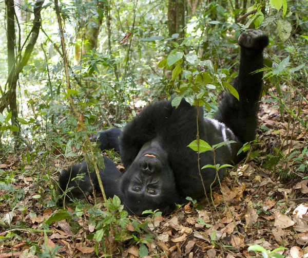 Bir Kongo Gorilla — Stok fotoğraf