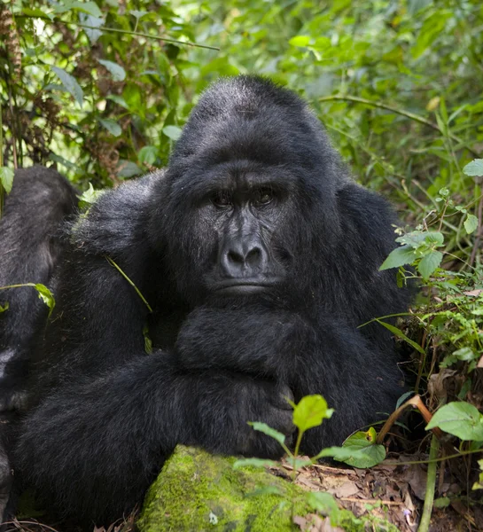 Jeden gorily Kongo — Stock fotografie